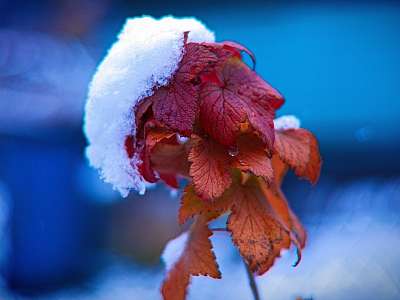 Программа анимации с 17 ноября - 23 ноября в Москоу Кантри Клаб