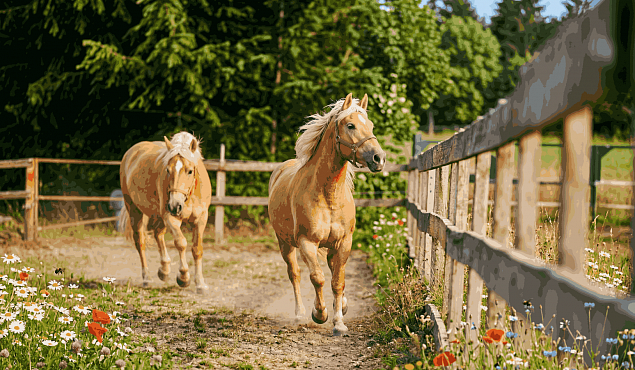 Конные прогулки